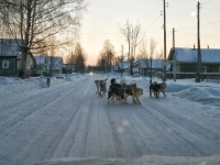 В городе Тверской области из-за стаи домашних собак люди заряжают электрошокеры